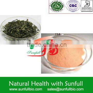 Supply 100% natural Green Tea Extract 98% Polyphenols 80% Catechins 60% EGCG