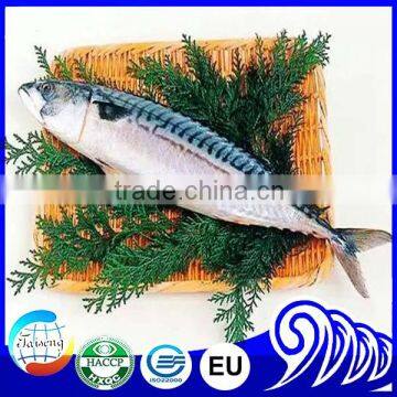 New Season Frozen Pacific Mackerel Fish Bait