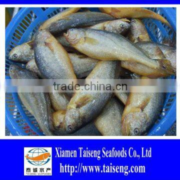 Frozen Big Size Farm Raised Yellow Croaker