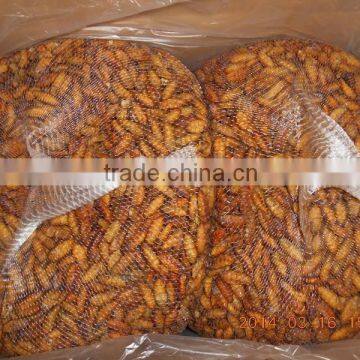 frozen silkworm crysalis