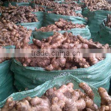 Viet Nam Ginger 2015