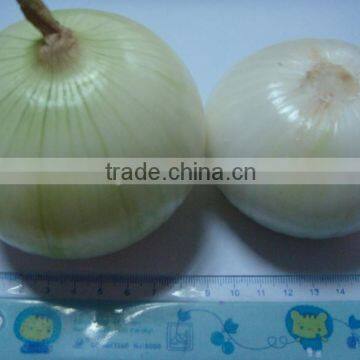 Different size of peeled onion with good price exporter in china