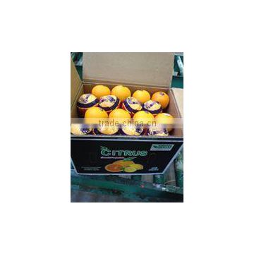 excellent Quality Fresh Valencia Oranges