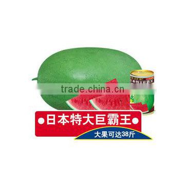 Japanese Hybrid big fruit watermelon seeds For Growing-Green overlord