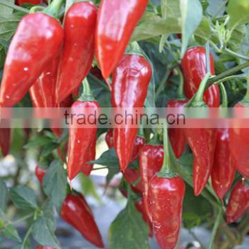 Hybrid olive shape red pepper Chili seeds for sale-Extra Hot No.2