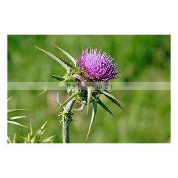 Silybum Marianum