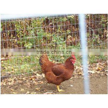 poultry welded wire netting