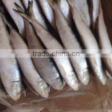 Sardine for Bait on Sale photo-3