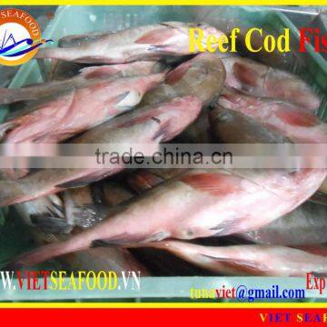 WHOLE ROUND FROZEN REEF COD FISH