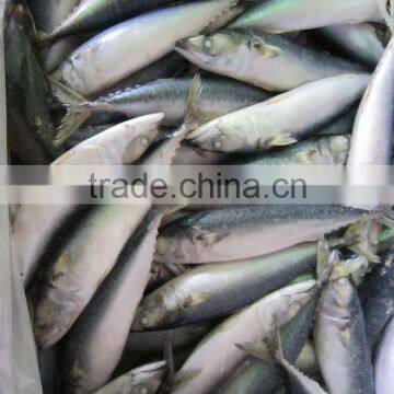 FROZEN MACKEREL 150-200g