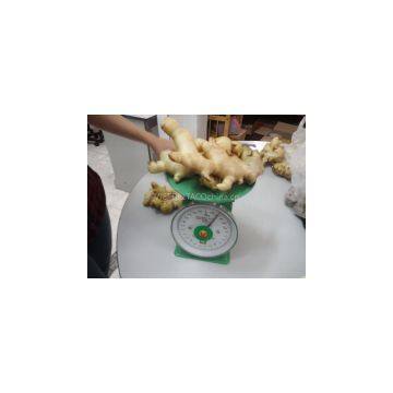 FRESH GINGER Ms Cindy, Website: Hoaimy.s35, Whatsapp: +84 868 704 600) photo-2