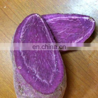 Organic Fresh SWEET POTATOES/NEW SCROP HIGH QUALITY SWEET POTATO FROM VIETNAM photo-2