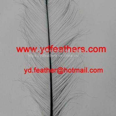 Burnt Ostrich Plume/Feather Dyed Black from China