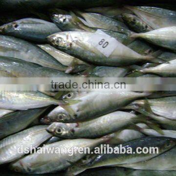 Good quality of japanese jack mackerel trachurus japonicus