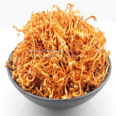 Cordyceps Extract Powder Polysaccharides 20%, Cordycepin, Cordyceps Sinensis Extract, cordyceps militaris extract, Yongyuan Bio