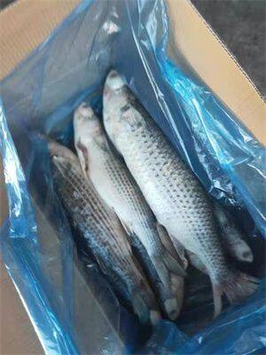 Mullet Fish / Grey Mullet, Mullet 1000-200 photo-2