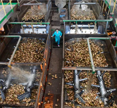 Sugar Plant From Sugar Beet photo-2