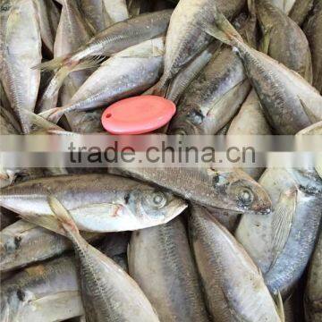 Frozen whole round sea frozen horse mackerel