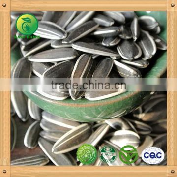 Chinese sunflower seeds 2015 New Crop