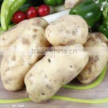 Resonable Price High Quality Pu Sandwish Board for Onion Stonage Warehouse photo-2