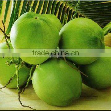 Young coconut fruit