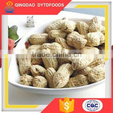 2016 Good Taste Big Size Roasted Peanut In Shell