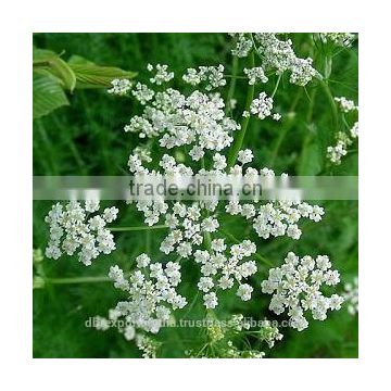 Caraway Oil