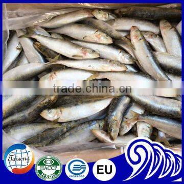 Frozen sardine 7-9pcs per kg