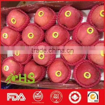 Red crispy fresh fuji apple for wholesale