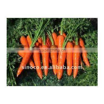 Supply Fresh Carrots in 250g