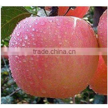 China Gansu delicious Gala Apple