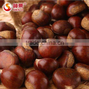 New Crop Fresh Chestnut is the best fruit and vegetables