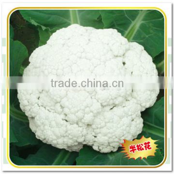 Half Loose High Yield Hybrid Cauliflower Seeds For Cultivation 55 Days