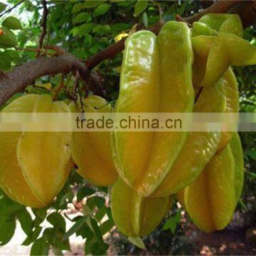 Carambola Fruit Tress Seedling