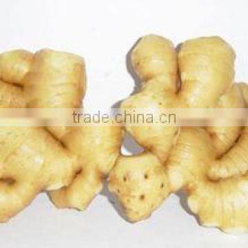China Spice Vegetable of Fresh Ginger in Hot Sale photo-6