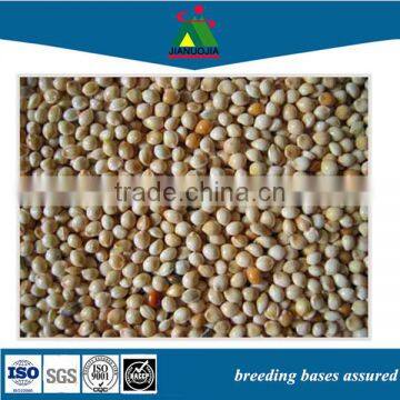 canary bird feed seed