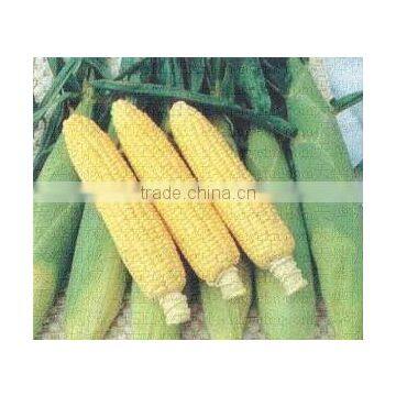 MZ-368 Waxy Corn Cutter photo-2