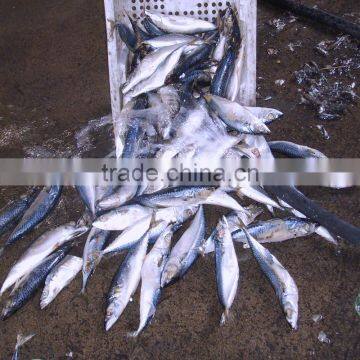 Seafrozen W/R Pacific Mackerel photo-3