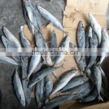 size in 70-90g frozen saury