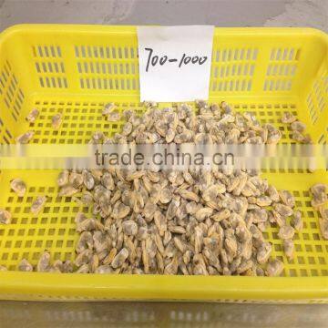 Tasty Best IQF Baby Clam Without Shell photo-6