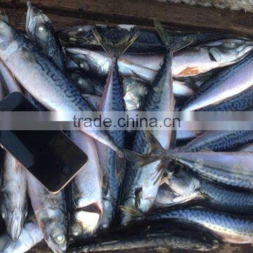 Pacific mackerel