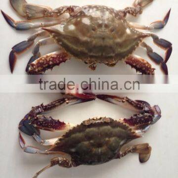 Frozen Swimming Crab