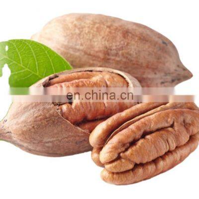 Byloo Wholesale Supplier of Raw Pecan Nuts with Shell for Sale to Thailand