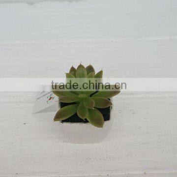 High nature mini artificial plants plastic plants for indoor decoration