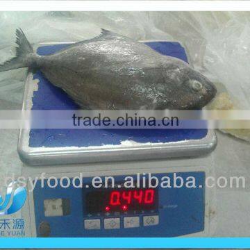 frozen black pomfret fish