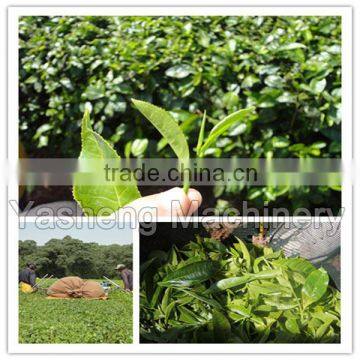 High Quality Tea Leaf Harvesting Machine for Sale