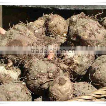 FDA Shirataki Spaghetti photo-3