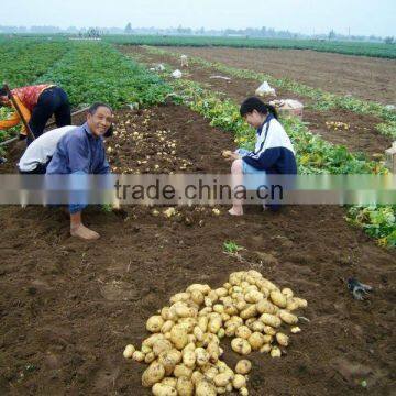 Whole Sale Big Quantity Fresh Yellow Potato (chinese)