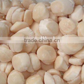 frozen sea scallop shell meat for sale