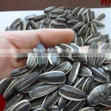 Hulled Sunflower Seeds 5009 With Good Quality